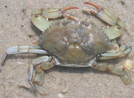 Blue Crab